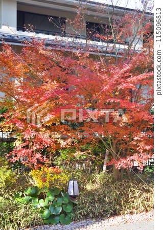 Autumn leaves along the approach to Shimogamo Shrine Autumn leaves along the approach to Shimogamo Shrine 115096813