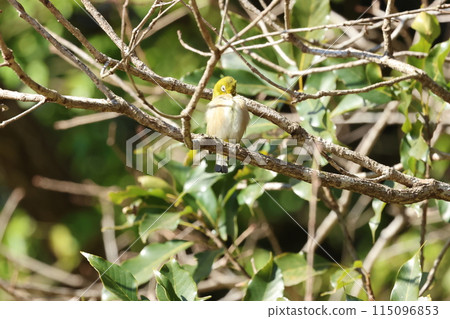 一隻繡眼鳥棲息在樹枝上,梳理著翅膀。 一隻繡眼鳥棲息在樹枝上,梳理著翅膀。 115096853