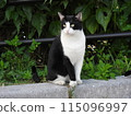 Cat looking far away 115096997
