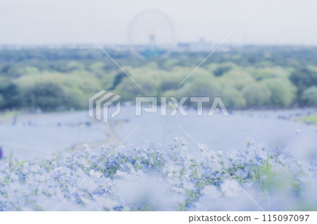 Ibaraki: Hills where nemophila blooms Ibaraki: Hills where nemophila blooms 115097097
