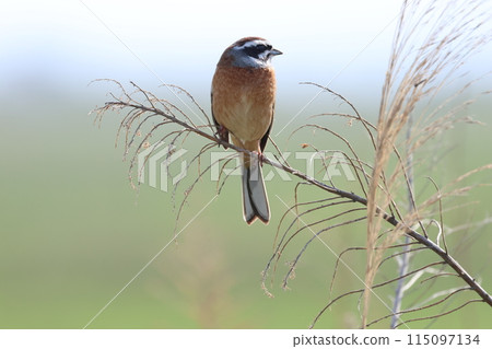 彩旗棲息在草樹枝上 115097134