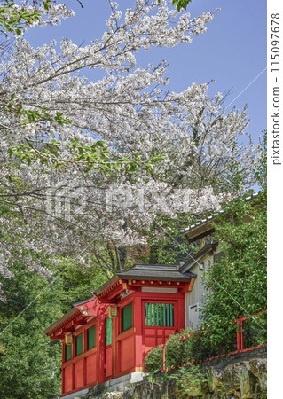Inuyama Castle, cherry blossoms on the southern trail 115097678