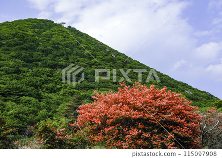 Ropeway and mountain azaleas 115097908