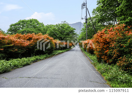 山杜鵑花開路 115097911