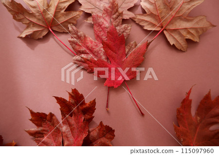 紅色的落葉,紅色的楓葉背景素材 紅色的落葉,紅色的楓葉背景素材 115097960