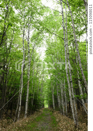 奧托比河第五橋 115098011