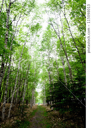 奧托比河第五橋 115098013