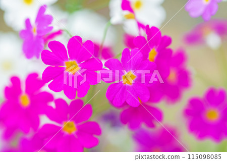 Flowers around the house, various in each season. Small red and white primrose flowers bloomed in the flower bed in early spring. Flowers around the house, various in each season. Small red and white primrose flowers bloomed in the flower bed in early spring. 115098085