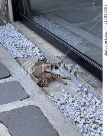 Cat on the street 115098209