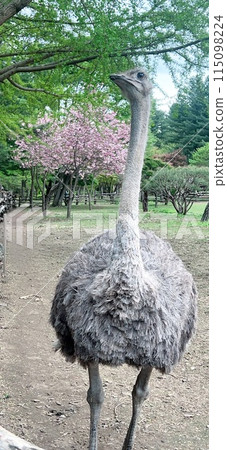 ostrich in the zoo 115098224