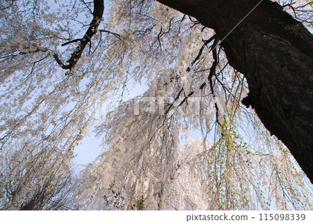 Old Shinshu weeping cherry tree 115098339