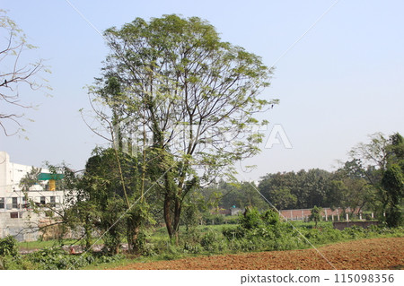 Schizolobium parahyba plant with a natural background 115098356