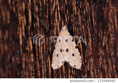 Living creatures, insects, the small southern moth. The black dots on the white background become a protective color depending on where it stops. Living creatures, insects, the small southern moth. The black dots on the white background become a protective color depending on where it stops. 115098480