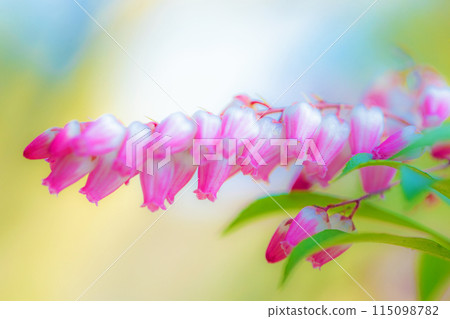 房子周圍都是鮮花——各種時令鮮花——松樹上美麗的花朵在早春透過樹林的陽光下綻放。 房子周圍都是鮮花——各種時令鮮花——松樹上美麗的花朵在早春透過樹林的陽光下綻放。 115098782