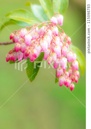 房子周圍都是鮮花——各種時令鮮花——松樹上美麗的花朵在早春透過樹林的陽光下綻放。 房子周圍都是鮮花——各種時令鮮花——松樹上美麗的花朵在早春透過樹林的陽光下綻放。 115098783