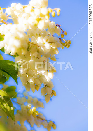 Flowers around the house, various in the four seasons. Beautiful daphne flowers bloomed in the sunlight of early spring. Flowers around the house, various in the four seasons. Beautiful daphne flowers bloomed in the sunlight of early spring. 115098798