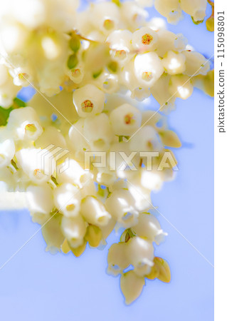房子周圍都是鮮花——各種時令鮮花——松樹上美麗的花朵在早春透過樹林的陽光下綻放。 房子周圍都是鮮花——各種時令鮮花——松樹上美麗的花朵在早春透過樹林的陽光下綻放。 115098801