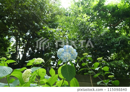 繡球花 115098840