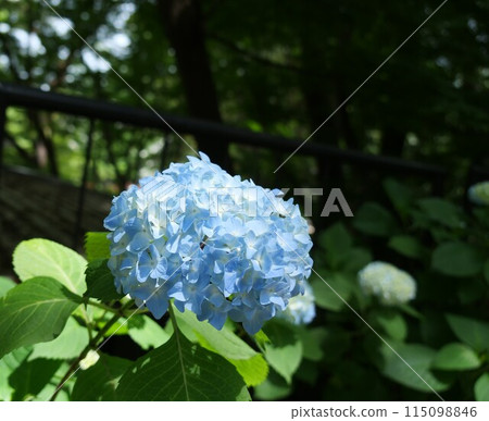 繡球花 繡球花 115098846