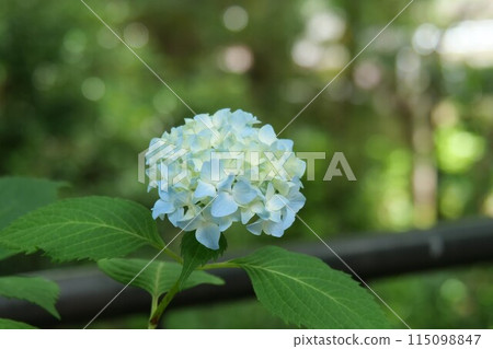 繡球花 115098847