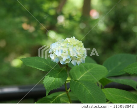 繡球花 繡球花 115098848
