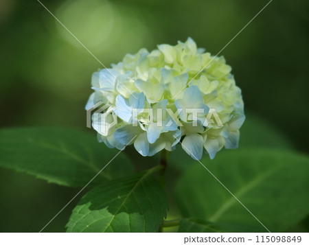 繡球花 繡球花 115098849