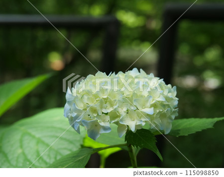 Hydrangea flower Hydrangea flower 115098850