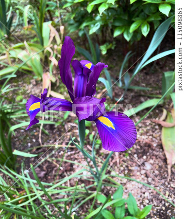 y菜與紫色的花的照片 115098865