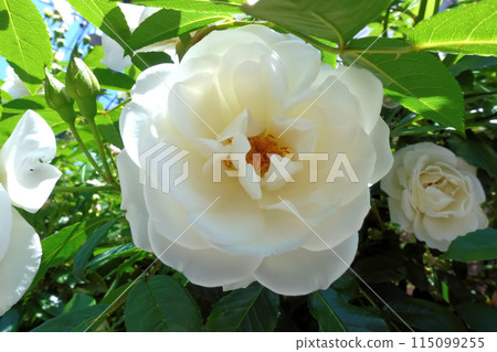 白玫瑰 115099255