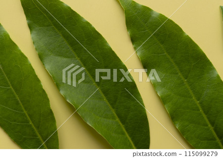月桂葉 月桂葉 115099279
