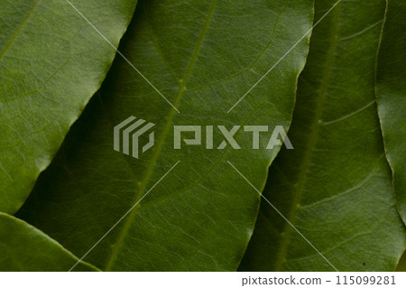 Laurier, bay leaf 115099281