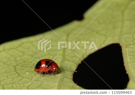 生物:昆蟲:Yotsumon Tama 跳甲,長 3 至 4 毫米。除前翅有四個黑色斑點外,全身呈紅棕色。 生物:昆蟲:Yotsumon Tama 跳甲,長 3 至 4 毫米。除前翅有四個黑色斑點外,全身呈紅棕色。 115099463