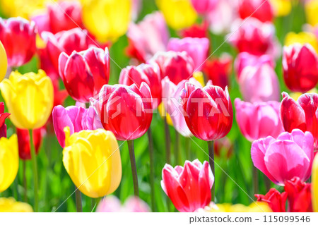 Tulip Timeless (Takino Suzuran Park)_9978 115099546