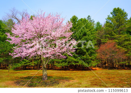 櫻花的風景 櫻花的風景 115099613