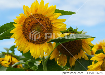 Sunflower field in Hokkaido Sunflower field in Hokkaido 115099678