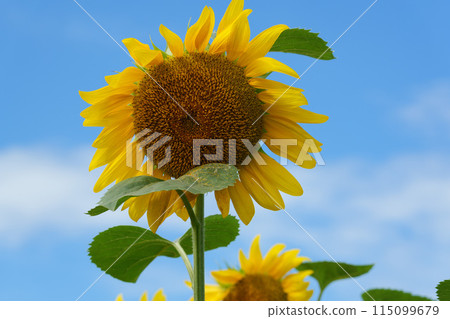 Sunflower field in Hokkaido 115099679