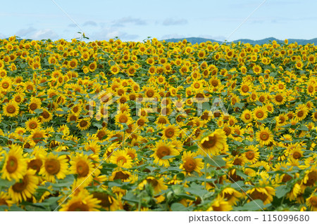 Sunflower field in Hokkaido 115099680