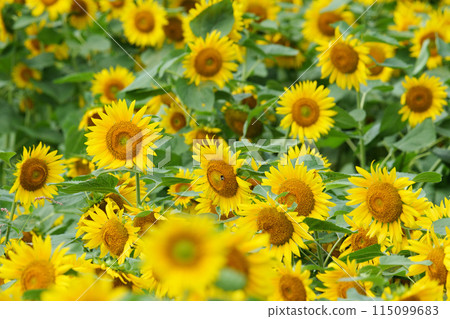 在北海道的向日葵領域 115099683