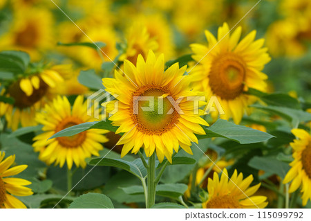 Sunflower field in Hokkaido 115099792