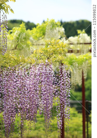 Wisteria Flower Wake Shrine, Kirishima City 115099812