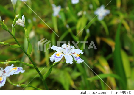 Iris japonica flowers at Hasedera Temple Iris japonica flowers at Hasedera Temple 115099958