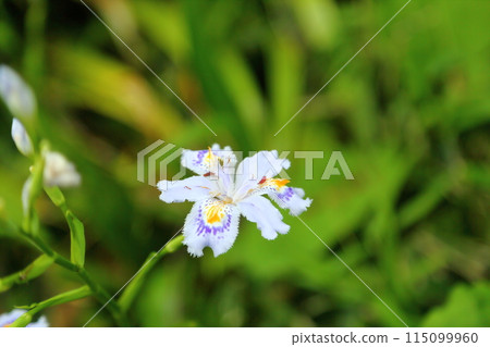 Iris japonica flowers at Hasedera Temple 115099960