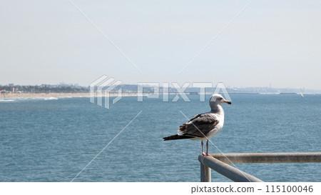 洛杉磯 洛杉磯 115100046