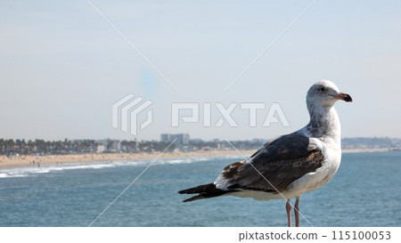 Los Angeles 115100053