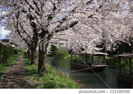 Cherry blossoms in full bloom and a houseboat 115100580