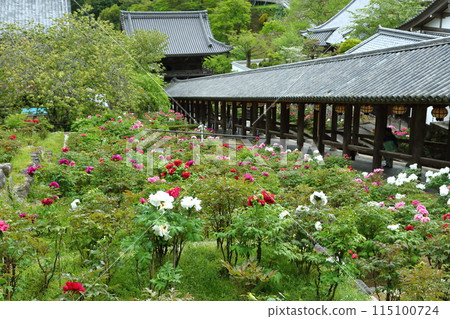 Peony flowers at Hasedera Temple 115100724