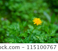 黃色的蒲公英 115100767