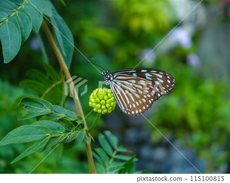 Asagi Mada Dara 115100815