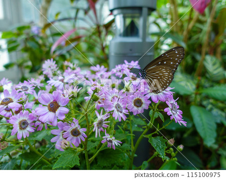 一隻蝴蝶正在從花中吸取花蜜 115100975