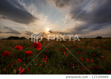 Evening landscape 115100989